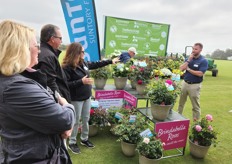 Brindabella roses display